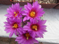 Thelocactus bicolor Cactus Plants - Blooming Size "Glory of Texas" - New Crop 3 Pack