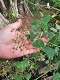 Organic Butterfly Wing Plant Seeds - Christia Obcordata - Swallowtail - 10 Seeds for Gardening and Landscaping