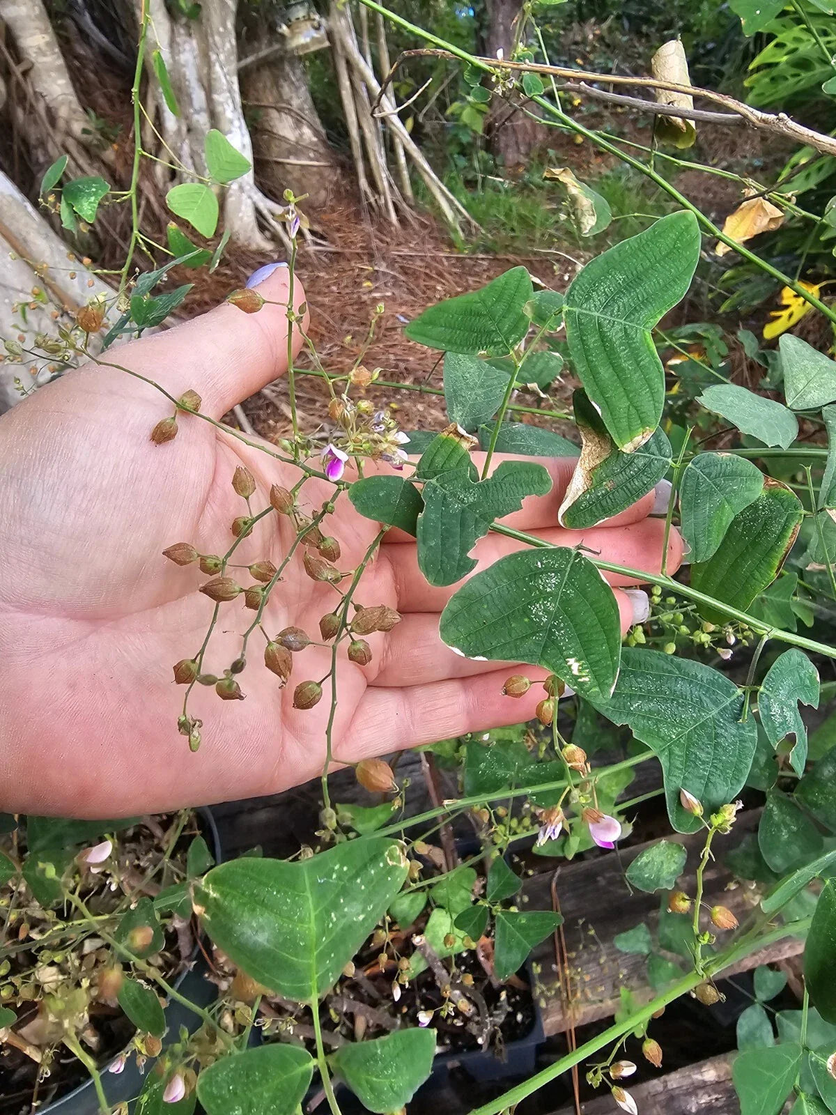 Organic Butterfly Wing Plant Seeds - Christia Obcordata - Swallowtail - 10 Seeds for Gardening and Landscaping