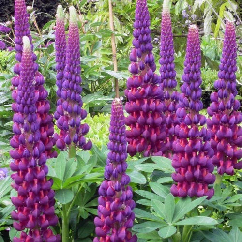 Masterpiece Lupine Seeds - 25 Perennial Hardy Flower Seeds - Lupinus polyphyllus - US Seller