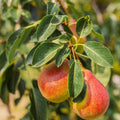 Forelle Pear Seeds - Edible Pyrus Pyrifolia Fruit Tree Seeds for Home Garden