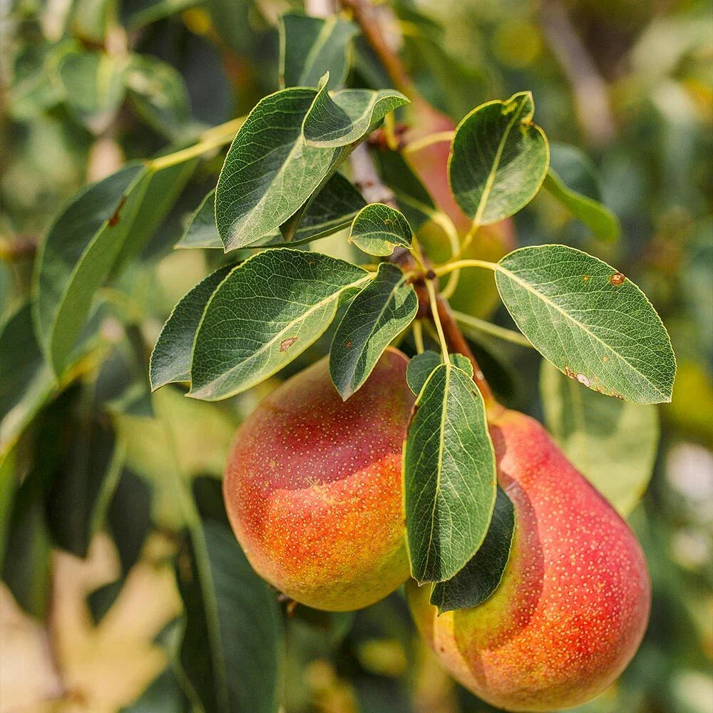 Forelle Pear Seeds - Edible Pyrus Pyrifolia Fruit Tree Seeds for Home Garden
