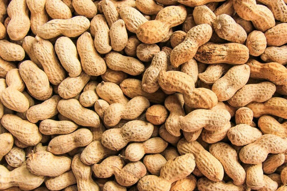 Peanut Seeds in Shell - 20 Count for Planting - Grow Your Own Peanuts - Arachis hypogaea