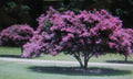 Crepe Myrtle Seeds - 20 Count - Showy Flowers - Lagerstroemia