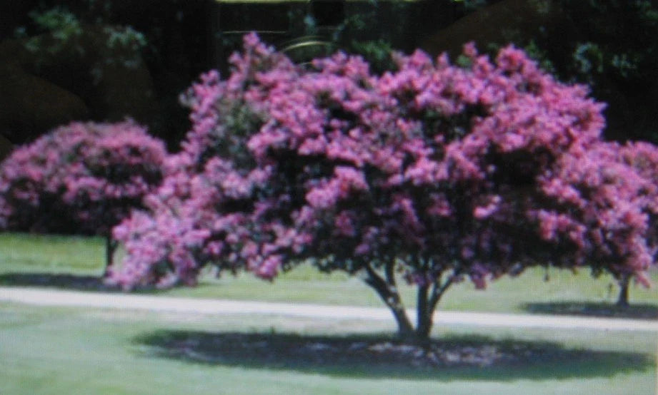 Crepe Myrtle Seeds - 20 Count - Showy Flowers - Lagerstroemia
