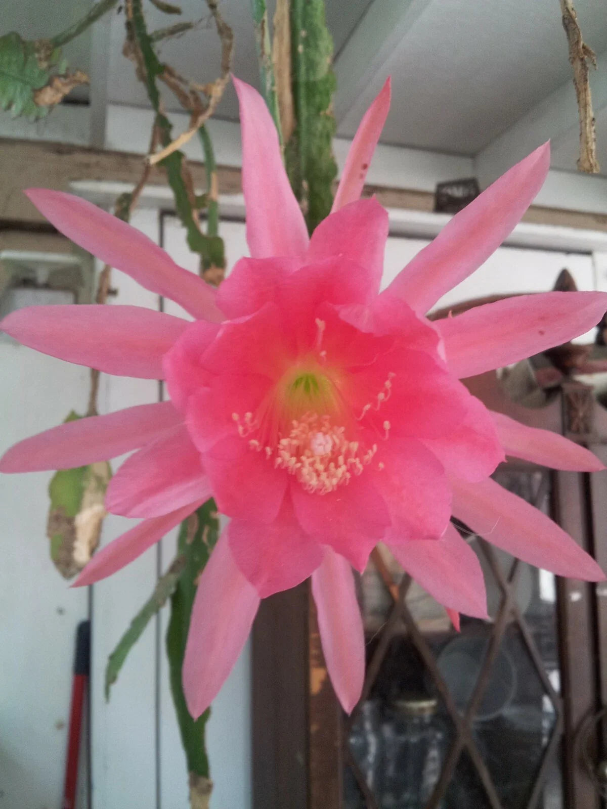 Epiphyllum Cutting 6"-8" Padre Pink Unrooted Cutting (Epiphyllum oxypetalum)