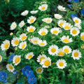 Creeping Daisy Seeds - 215 Seeds - Dwarf Variety - GroCo USA - Low Growing Ground Cover for Gardens