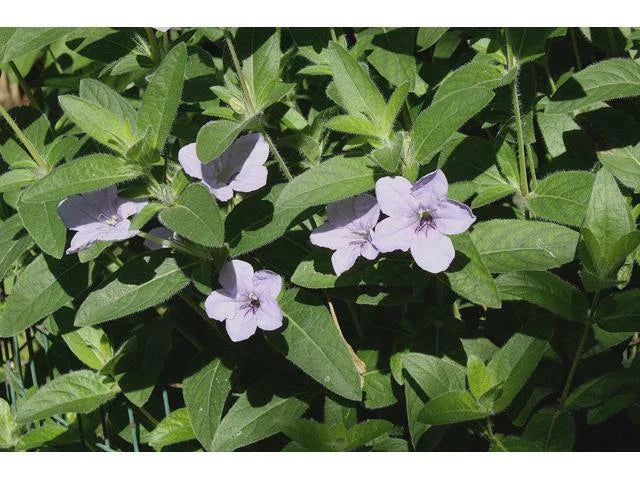 Ruellia humilis Hairy Wild Petunia Roots, 12 Pack, Native Perennial Plants, Drought-Tolerant Ground Cover