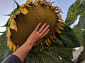 Mammoth Grey Stripe Sunflower Seeds - 50+ Count - Giant Sunflowers - Helianthus annuus - Fresh