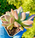 Rare Graptoveria Opalina Succulent 2.5-Inch Live Plant - Graptoveria 'Opalina' - Fully Rooted, Low-Maintenance Perennial