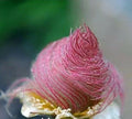 Prairie Smoke Seeds - 40 Rare Flower Seeds for Bonsai - Geum Triflorum