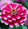 Zinnia Seeds - 100 Count - ICE QUEEN Bi-Color Pink & White - Non-GMO - Attracts Butterflies & Hummingbirds