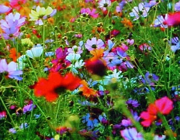 Wild Flower Seeds Mix - 16 Ounces - 25 Variety Fall Perennial Blend - Non-GMO, Native Plants, Eco-Friendly