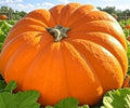 Dills Atlantic Giant Pumpkin Seeds - NON-GMO Heirloom Garden Seeds - Large Size for Home Gardening - Cucurbita maxima