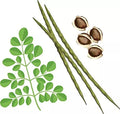 50 Organic Moringa Seeds Large Size PKM1 Variety Malunggay Shobhanjana Miracle Tree Seeds