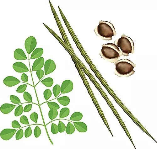 50 Organic Moringa Seeds Large Size PKM1 Variety Malunggay Shobhanjana Miracle Tree Seeds