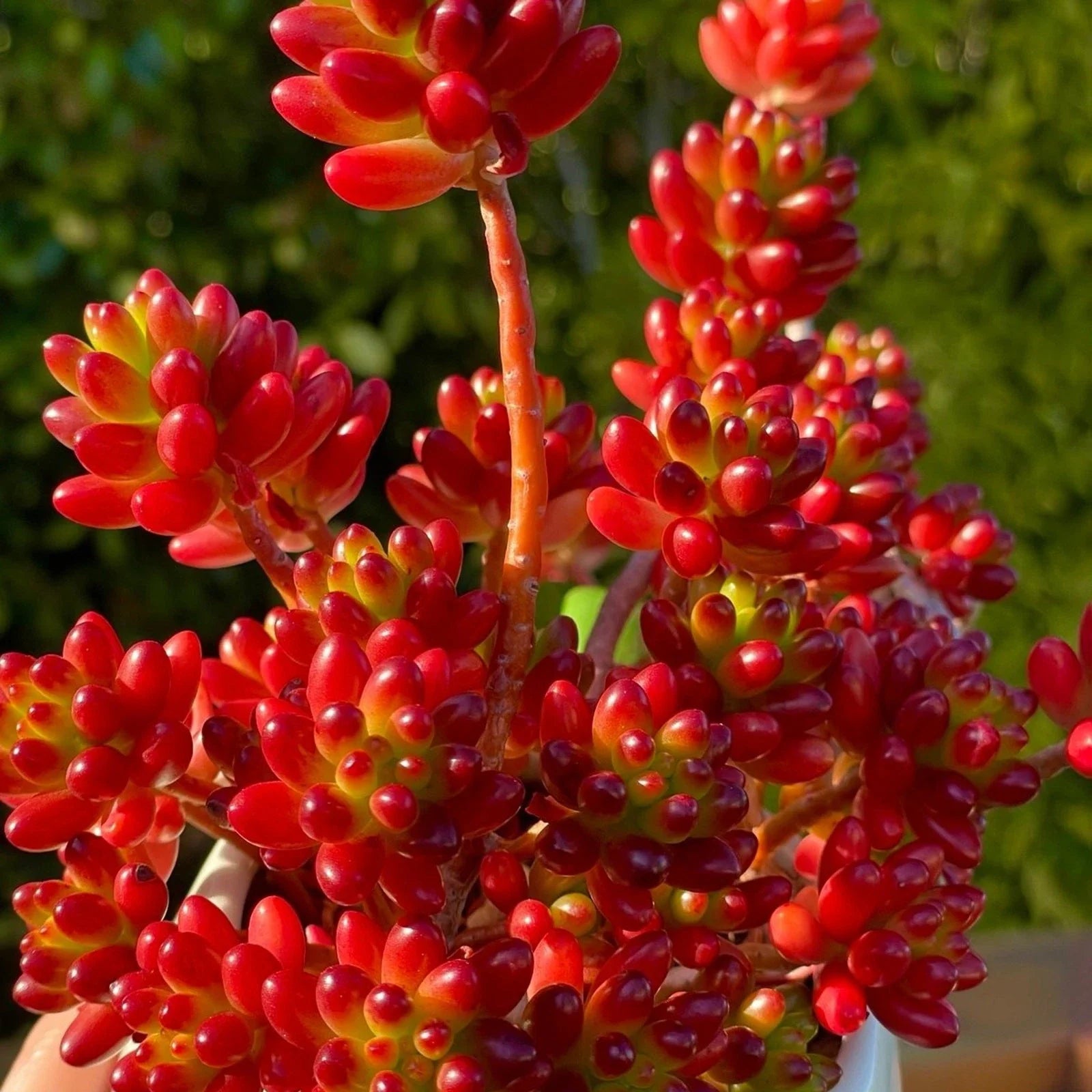 Sedum Rubrotinctum Jelly Bean Cutting - Rare Live Succulent - Healthy Unrooted Plant