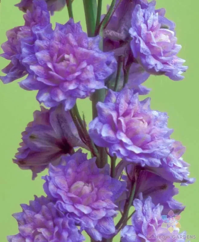 Highlander Blueberry Pie Delphinium Seeds - 200+ Seeds for Garden - Delphinium elatum - USA Grown - FREE SHIPPING