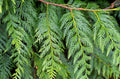 Western Red Cedar Seedling 9–12 Inches – Thuja plicata, Bare Root Evergreen Tree for Landscape