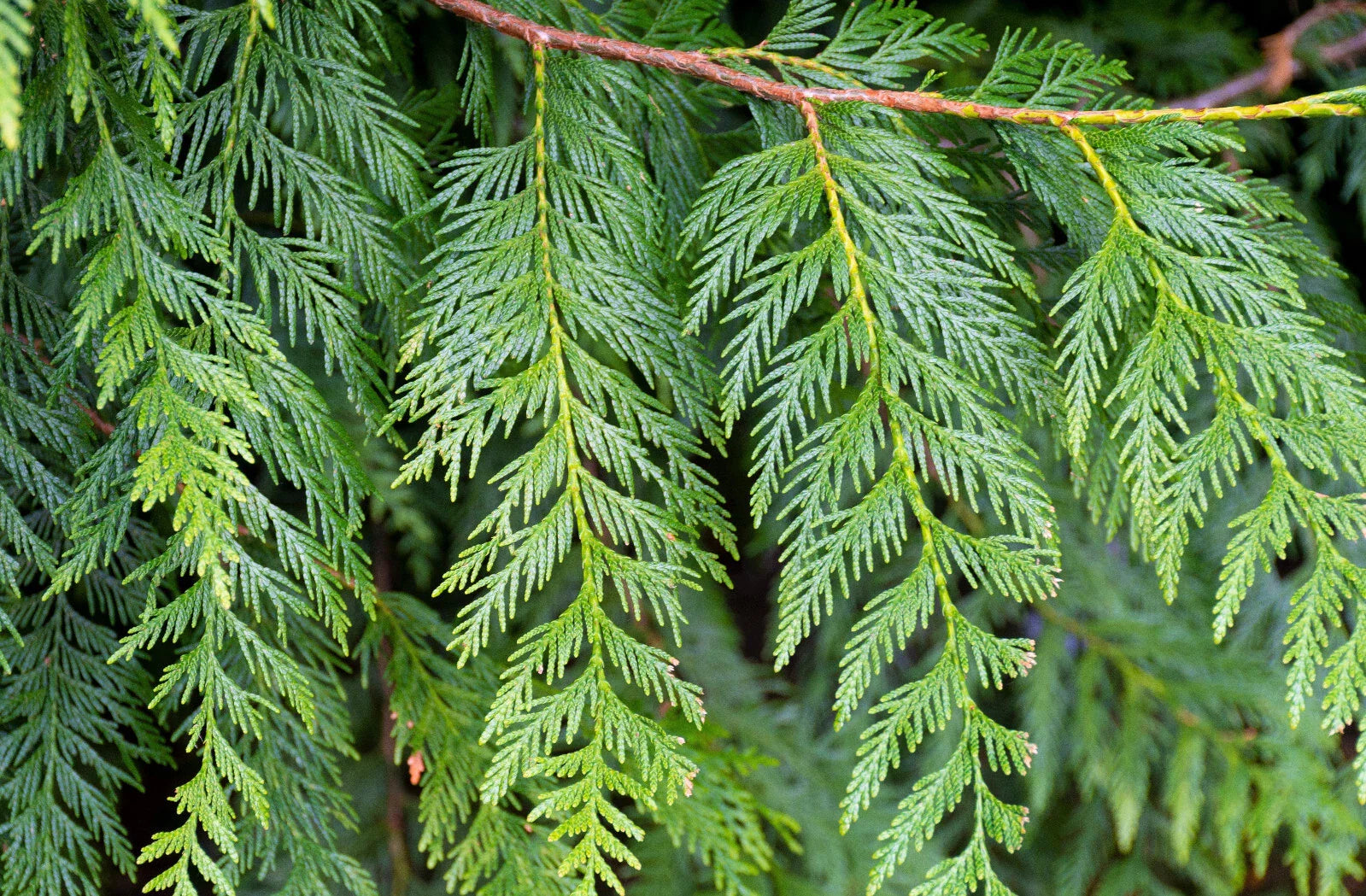 Western Red Cedar Seedling 9–12 Inches – Thuja plicata, Bare Root Evergreen Tree for Landscape