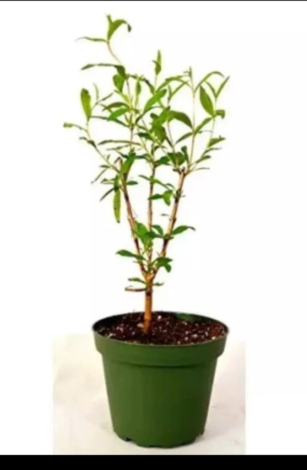 Cold Hardy Pomegranate – R26 Afganski, Live Mature Plant in 1 Gallon Pot, Edible Fruit Tree, Hardy Zones 6–10, Sweet Red Fruit
