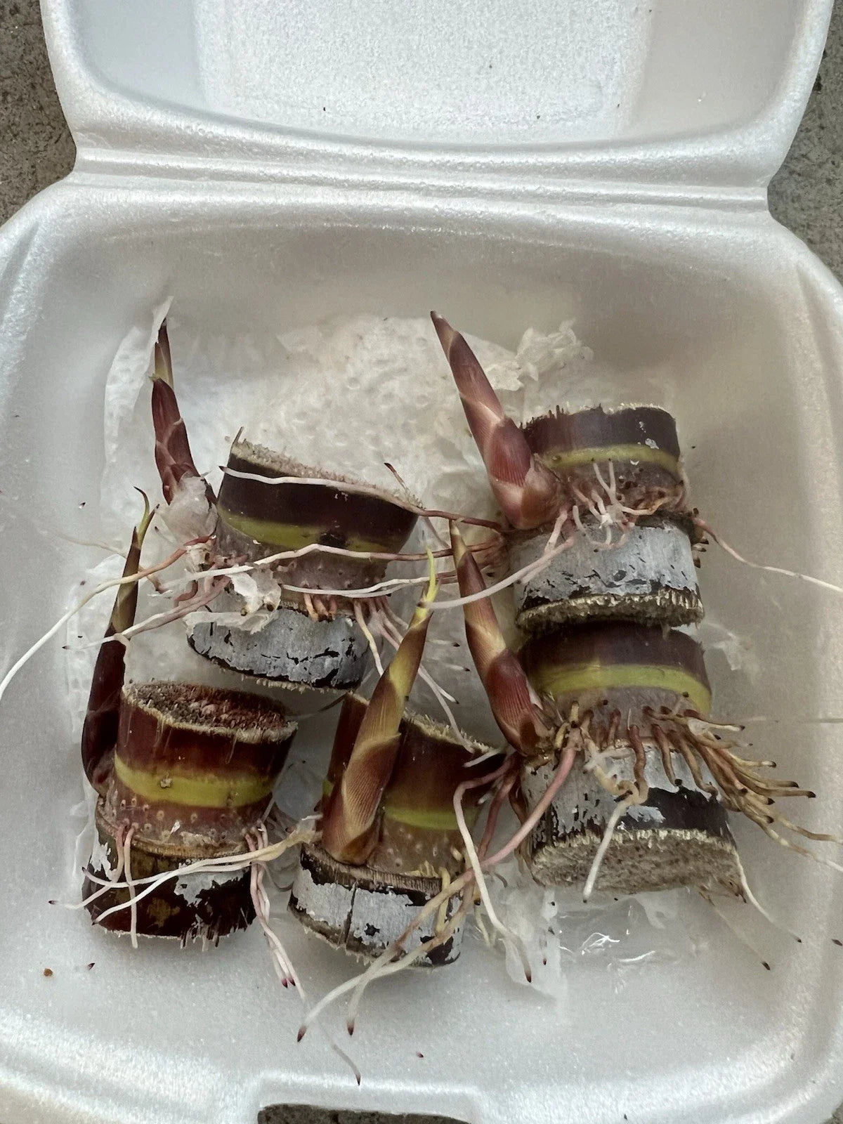 5 Rooted Dark Purple Sugarcane Cuttings – Sweet & Juicy Variety | Ready-to-Plant Live Organic Cane Starts | Fast-Growing
