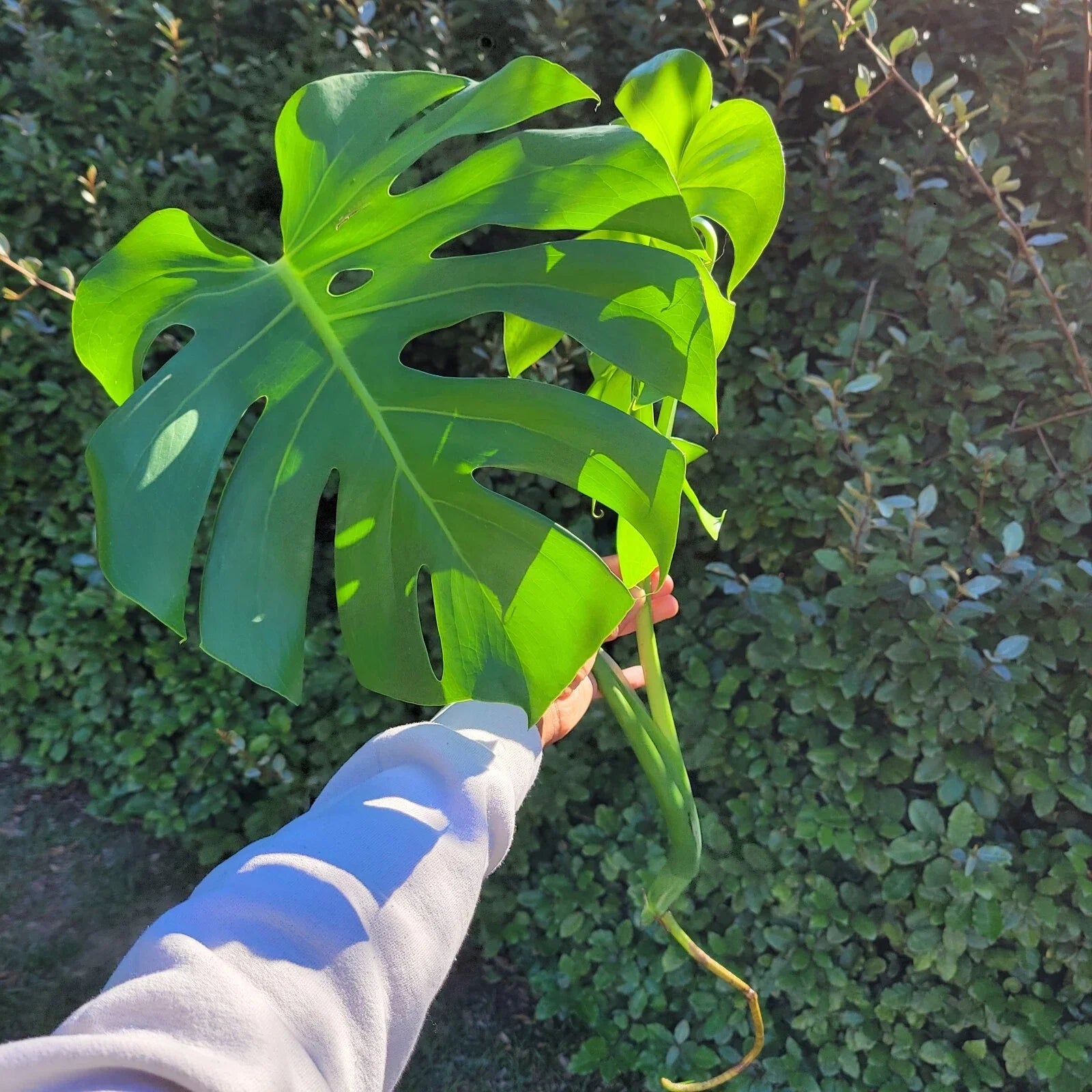 Large Monstera Deliciosa Rooted Cutting – Live Tropical Plant | Swiss Cheese Plant Cutting | Mature Split-Leaf Philodendron