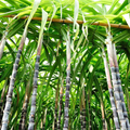 Purple Sugarcane Fresh Cuttings Set of 20 Stalks 12 Inch Each for Planting Propagation