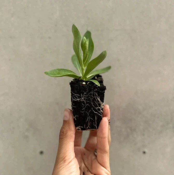 Lisianthus Lilac Shade Live Plant 2–5” Tall - Bareroot Eustoma grandiflorum - Delicate Perennial Flower for Zones 8–10