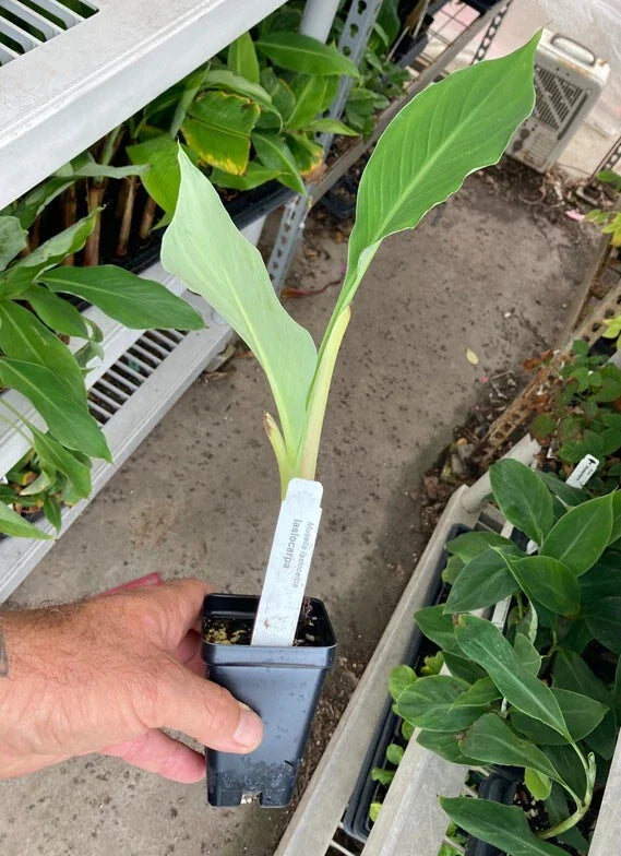 Chinese Dwarf Banana – Golden Lotus Banana – Musella lasiocarpa Live Plant – Ornamental Cold Hardy – Rare Tropical Accent Plant