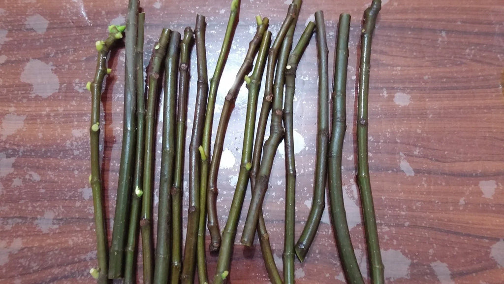 Smith Fig Cuttings (Ficus carica) - 5 Unrooted 6–8" | Rare Premium Fig Variety | Rich Sweet Flavor | Propagate Heirloom Fruit Tree