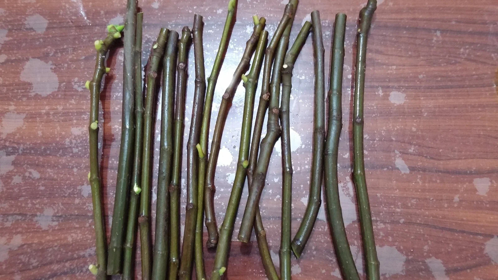 Smith Fig Cuttings (Ficus carica) - 5 Unrooted 6–8" | Rare Premium Fig Variety | Rich Sweet Flavor | Propagate Heirloom Fruit Tree