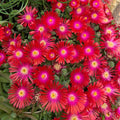 Delosperma ‘Jewel of Desert Garnet’ Ice Plant – Hardy Succulent Groundcover, Drought-Tolerant Perennial Bareroot Starter Plant