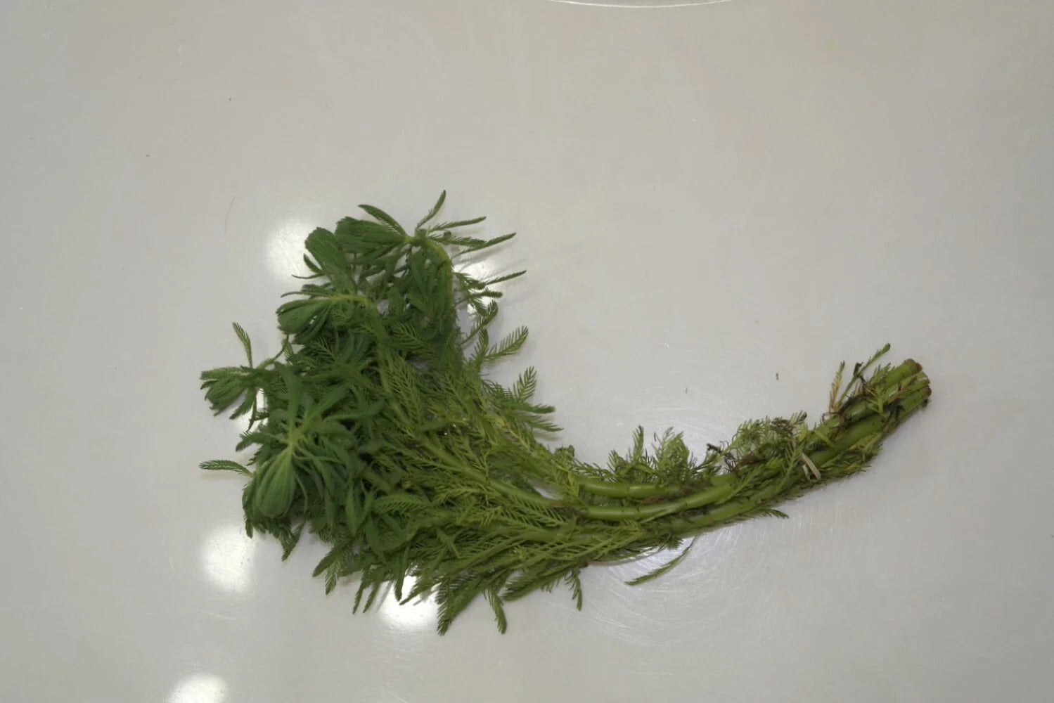 Live Parrot’s Feather Plant Myriophyllum aquaticum | Floating Aquatic Pond Plant | Bareroot Oxygenating Water Garden Plant
