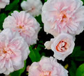 Heirloom Rose Cuttings, 16 Premium Cecile Brunner, Fragrant Bushes, Rosa 'Cecile Brunner'