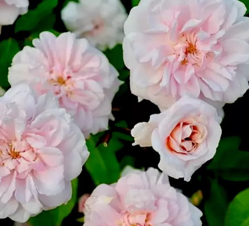 Heirloom Rose Cuttings, 16 Premium Cecile Brunner, Fragrant Bushes, Rosa 'Cecile Brunner'