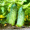 Cucumber Seeds | National Pickling Variety | High Yield, Best Producer | Cucumis sativus