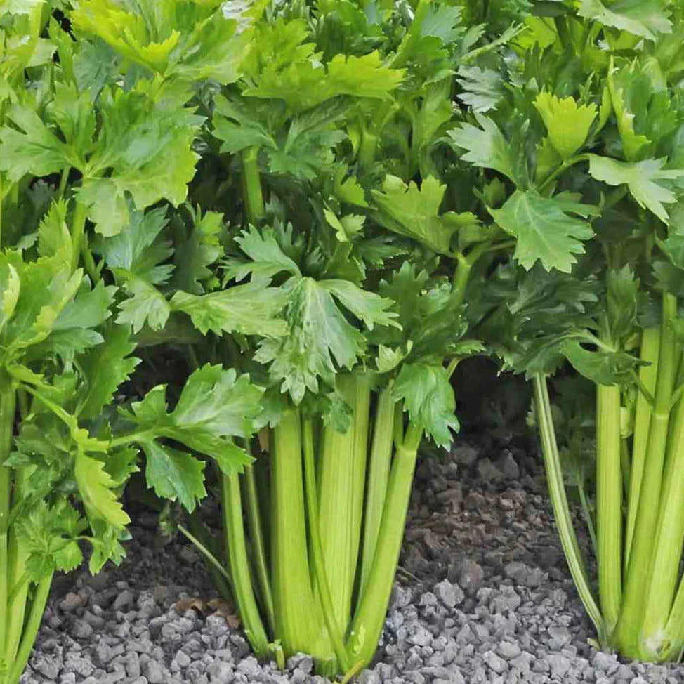 Tall Utah 52-70R Celery Seeds - Improved Variety for 2025 Planting, Apium Graveolens