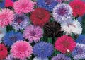 Cornflower Seeds - Dwarf Mix - 200 Seeds - Bachelor Button - Centaurea cyanus