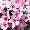 Creeping Phlox Live Starter Plants Set of 2 - Mix Colors Pink, White, Lavender - Phlox subulata