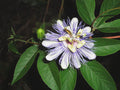 11 Seeds - Purple Passion Flower, Passiflora Caerulea - GroCo USA, Buy 15 - Ships Free