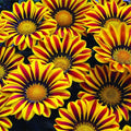 Gazania Flower Seeds - Red and Yellow Varieties - Made in USA, Ships from Iowa - Gazania rigens