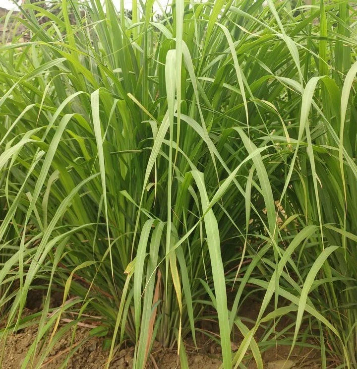 Lemongrass Seeds - 100+ West Indian Culinary Herb Seeds - Perennial Plant - Cymbopogon citratus - USA