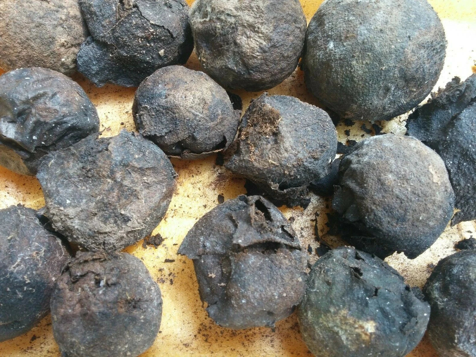 Black Walnut Organic Nuts Seeds 30 pcs in Husks Hulls Juglans Nigra for Natural Hair Dye