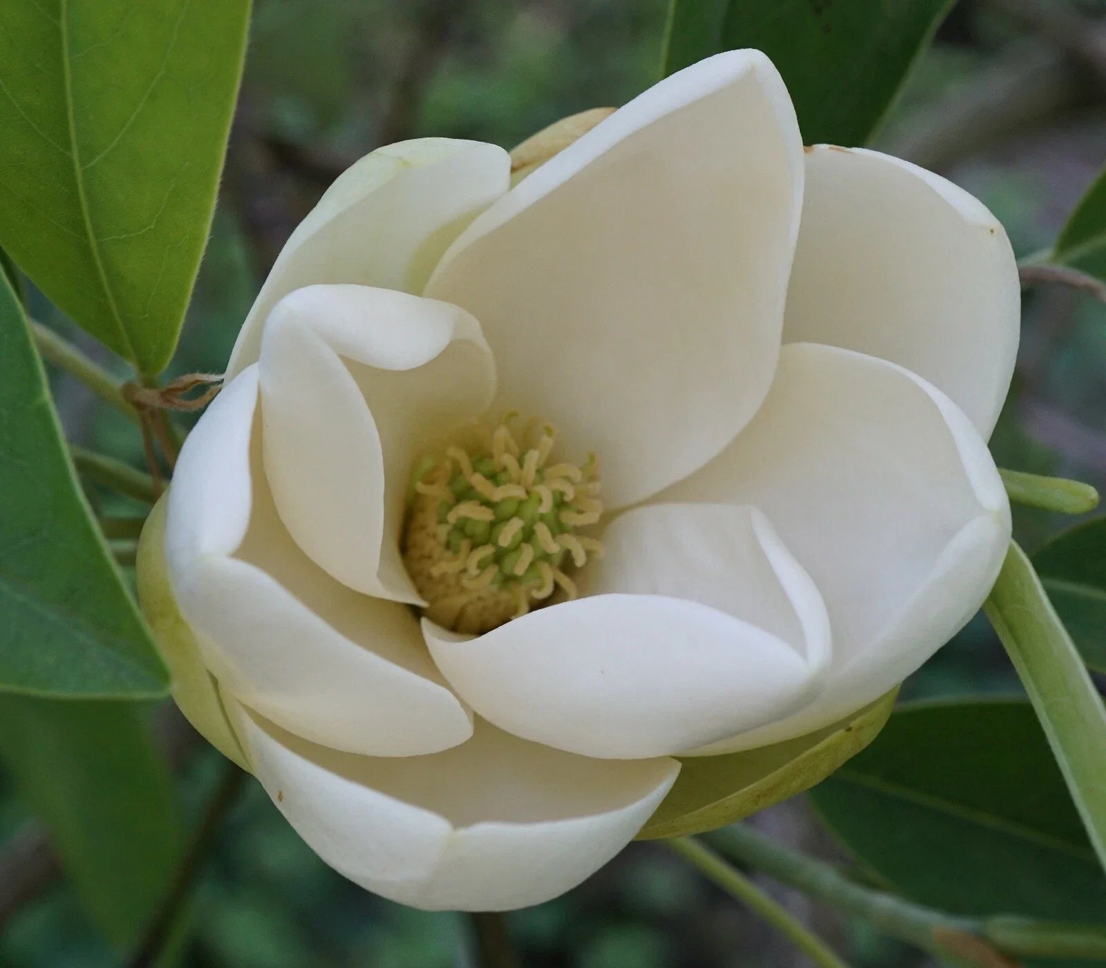 Sweetbay Magnolia Seeds, 10 Count, Magnolia virginiana, Southern Variety, Fragrant Flowers, Hardy Plant