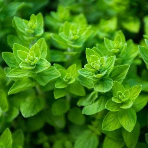 Oregano Seeds | Heirloom Non-GMO | Culinary Herb Seeds | Origanum vulgare