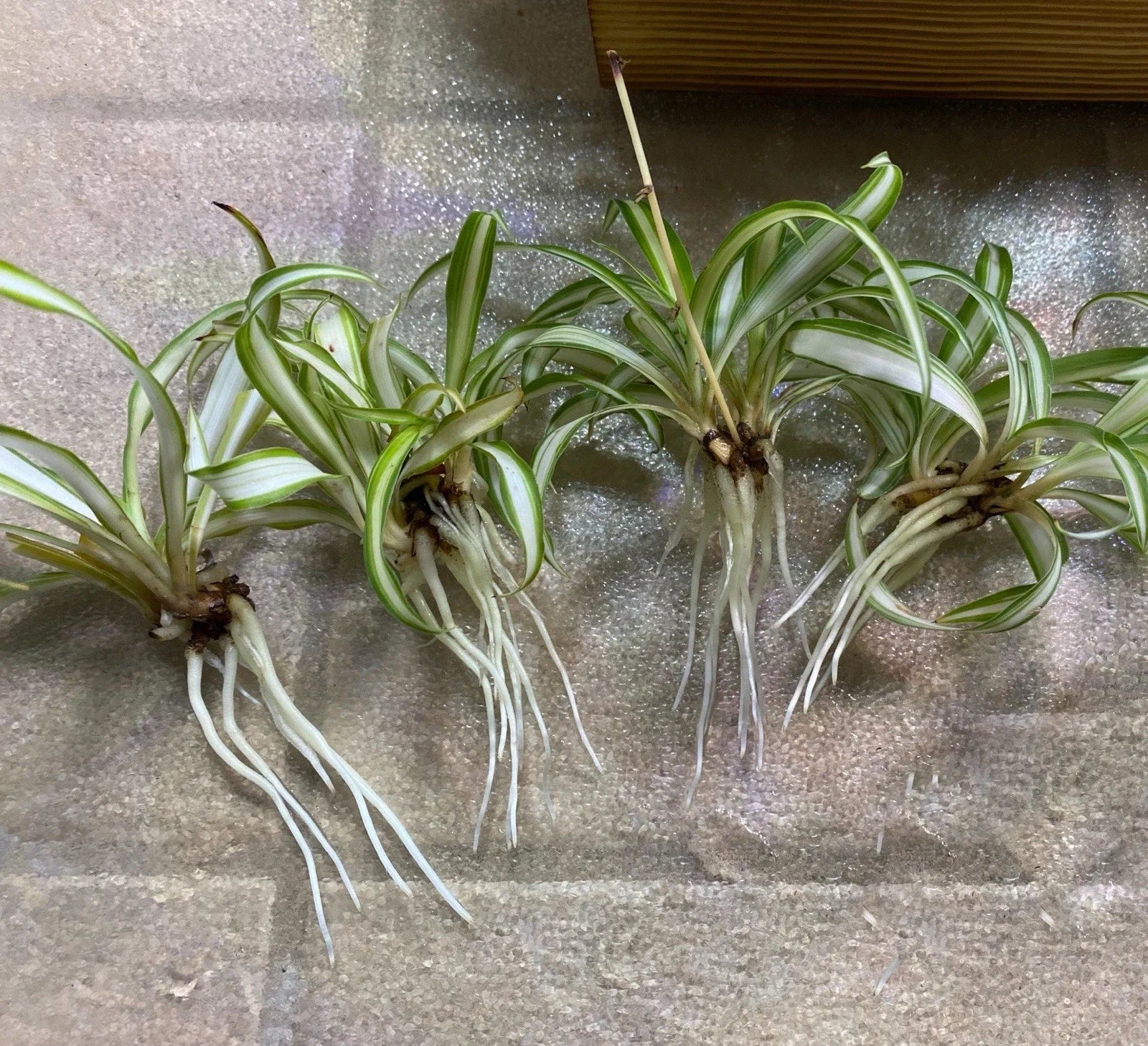 Spider Plant Babies - 4 Rooted Baby Plants - Chlorophytum comosum - Easy Care Indoor Houseplants