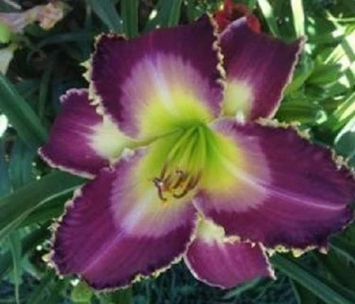 Daylily Plant - WOLF in SHEEP'S CLOTHING - Gorgeous Rebloomer - Hemerocallis Hybrid