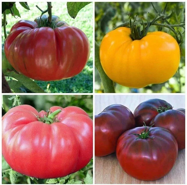 Vegetable Live Plants Lot of 3+ - Tomato, Sweet Pepper, Kale, Leek, Swiss Chard - Edible Garden Collection