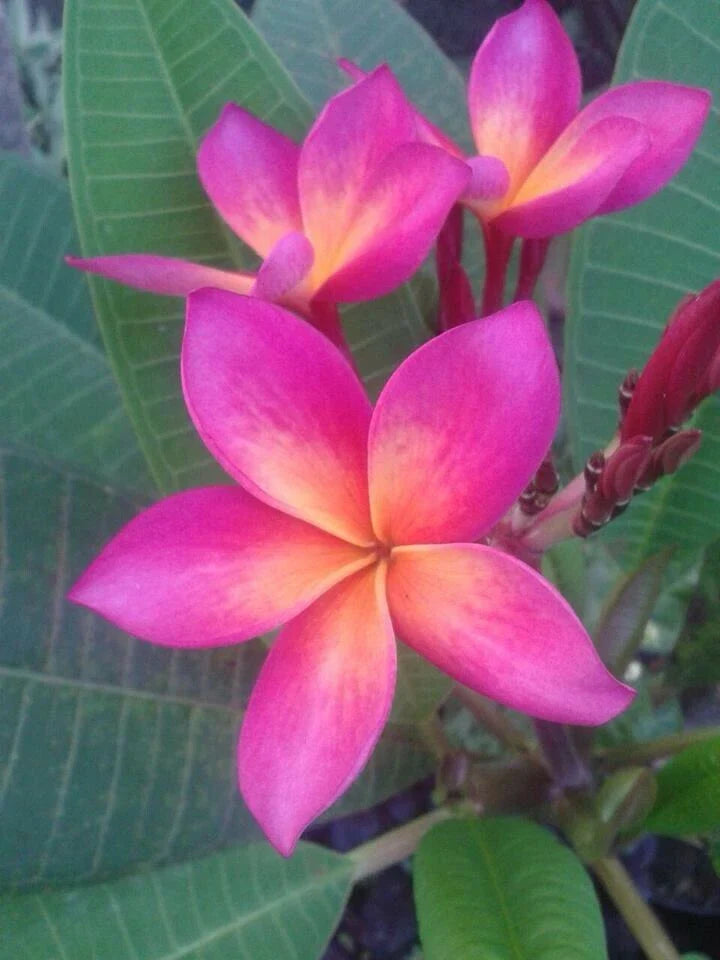 Plumeria Seeds - 5 Bright Pink Orange Flowers - Perennial Plants - Frangipani Seeds